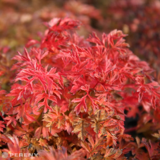 Aruncus aethusifolius - K9