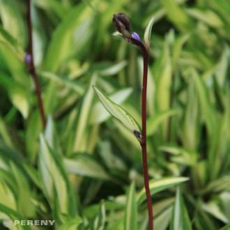 Hosta ‘Cherry Berry‘ - K2l