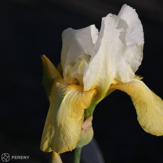 Iris barbata - elatior ‘Pinnacle‘ - K11