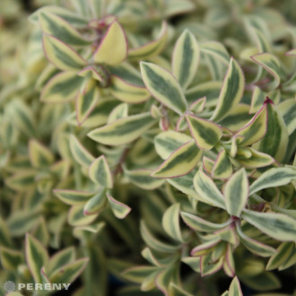 Silene uniflora ‘Drutt‘s Variegated‘ - K9