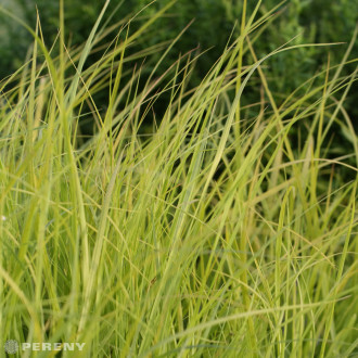 Pennisetum alopecuroides ‘Hameln Gold‘® - K3l