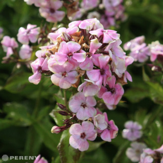 Phlox paniculata ‘Sherbet Blend‘® - K9