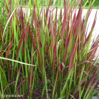 Imperata cylindrica ‘Red Baron - K3l