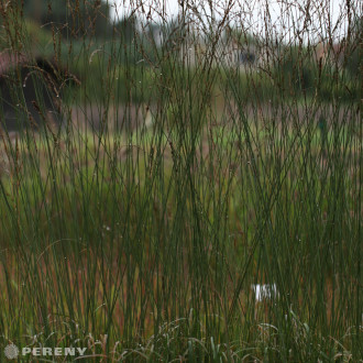 Molinia arundinacea ‘‘Fontaine‘‘ - K9