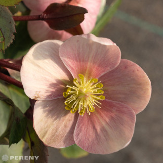 Helleborus x ericsmithii HGC Pink Frost®-K2l