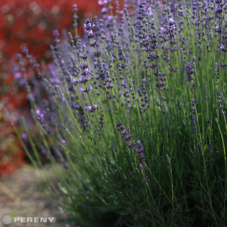 Lavandula angustifolia ‘Siesta‘ - K9