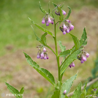 Symphytum officinale - K9