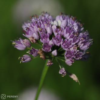 Allium senescens ssp. senescens - K9