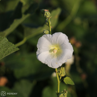 Alcea rosea ‘Polarstar‘ - K9