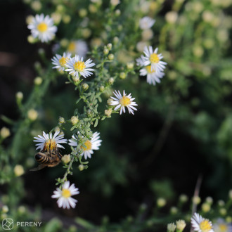 Aster ericoides ‘Weißer Zwerg‘ - K9 (Symphyotrichum)