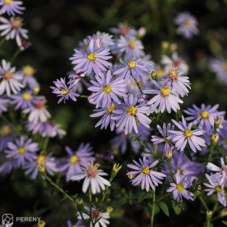 Aster cordifolius ‘Photograph‘ - K9