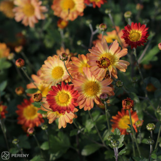 Dendranthema(Chrys.hort)ind.(x)‘Dernier Soleil‘-K9