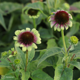 Echinacea purpurea ‘Prairie Blaze Vintage Lime‘ - K9