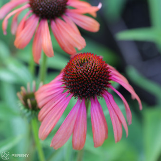 Echinacea ‘Rainbow Marcella‘ - K11