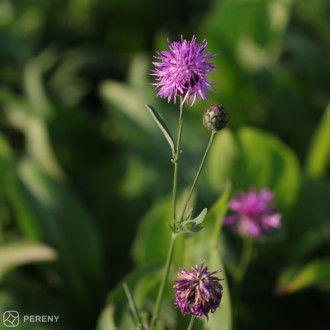 Centaurea scabiosa - K9