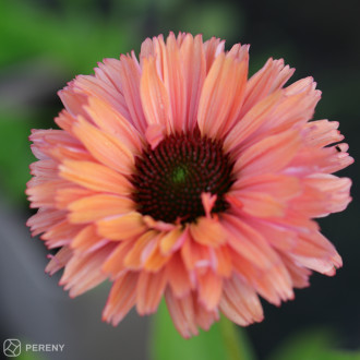 Echinacea ‘SunSeekers Rainbow‘® - K11