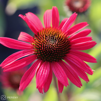 Echinacea ‘Prima™ Ruby‘ - K11
