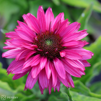 Echinacea ‘SunSeekers Sweet Fuchsia‘® - K11