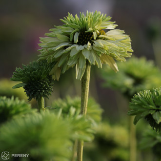 Echinacea ‘SunSeekers Apple Green‘® - K11