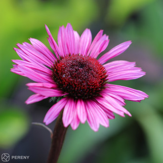 Echinacea ‘Fatal Attraction®‘ - K11