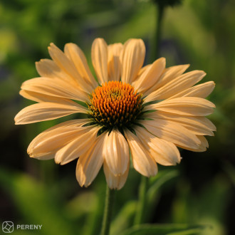 Echinacea ‘Aloha‘ - K11