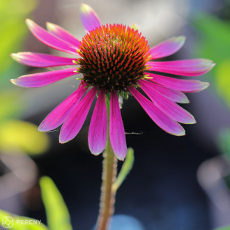 Echinacea ‘Prima™ Spider‘ - K11