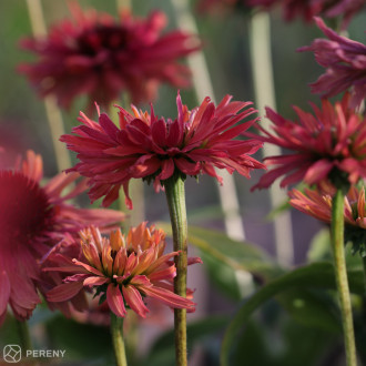 Echinacea ‘Fresco™ Apricot‘ - K11