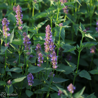 Agastache ‘Beelicious® Purple‘ - K11