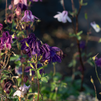 Aquilegia vulgaris ‘Grandmothers Garden‘ - K9