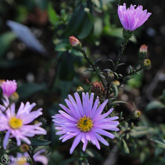 Aster laevis ‘Glow in the Dark‘ - K9