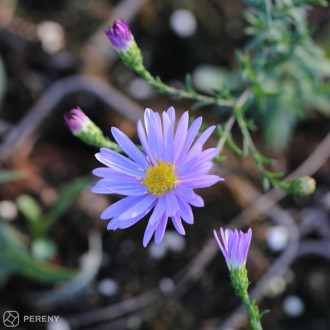 Aster laevis ‘Blauschleier‘ - K9