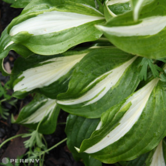 Hosta undulata ‘Univittata‘ - K9