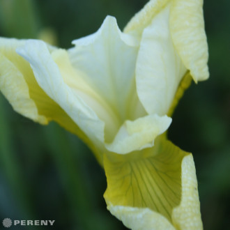 Iris sibirica ‘Butter and Sugar‘-K9