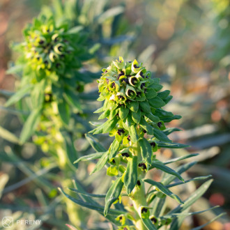 Euphorbia characias ‘Black Pearl‘ - K11
