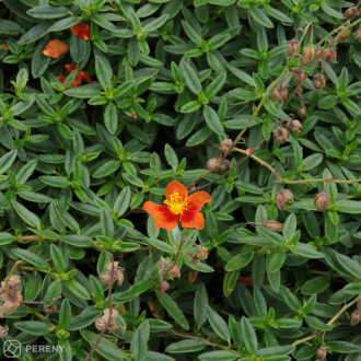 Helianthemum ‘Bronzeteppich‘- K9