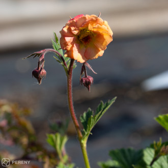 Geum ‘Mai Tai‘ - K11