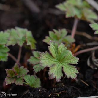 Geranium himalayense ‘Baby Blue‘- K9