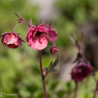 Geum ‘Tempo Rose‘ - K11
