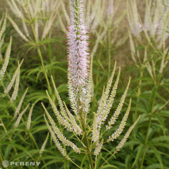 Veronicastrum virginicum ‘Apollo‘ - K11