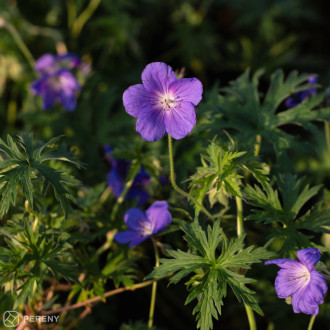 Geranium ‘Orion‘ - K9