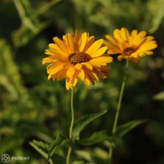 Heliopsis helianth. ‘Summer Sun‘- K9