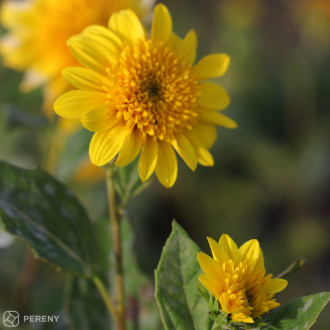Helianthus multiflorus ‘Double Whammy‘- K13