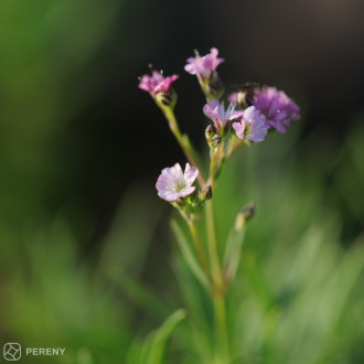 Gypsophila (‘Rosea x petrae) ‘Knuddel‘ -K11