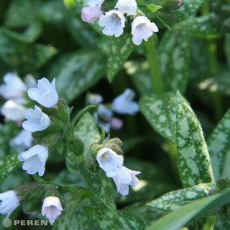 Pulmonaria officinalis ‘Sissinghurst White‘ - K9