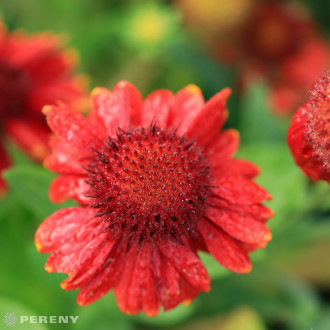 Gaillardia aristata ‘Burgunder‘ - K9