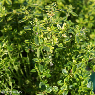 Thymus x citriodorus ‘Lemon Variegata‘ - K9