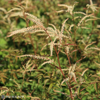 Aruncus aethusifolius ‘Horatio‘- K11