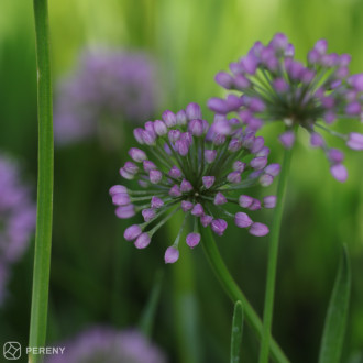Allium senescens ‘Millenium‘ - C13