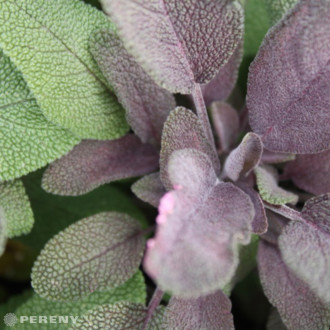 Salvia officinalis ‘Purpurascens‘ - K9