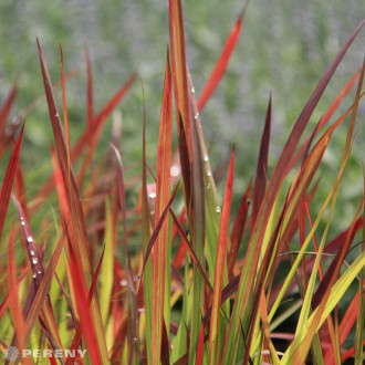 Imperata cylindrica ‘Red Baron‘ - K11